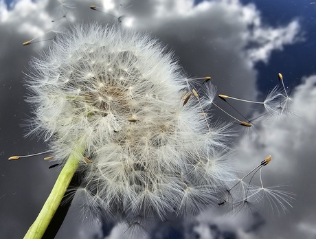 Vlieg.... pluisjes vlieg je vrijheid tegemoed!