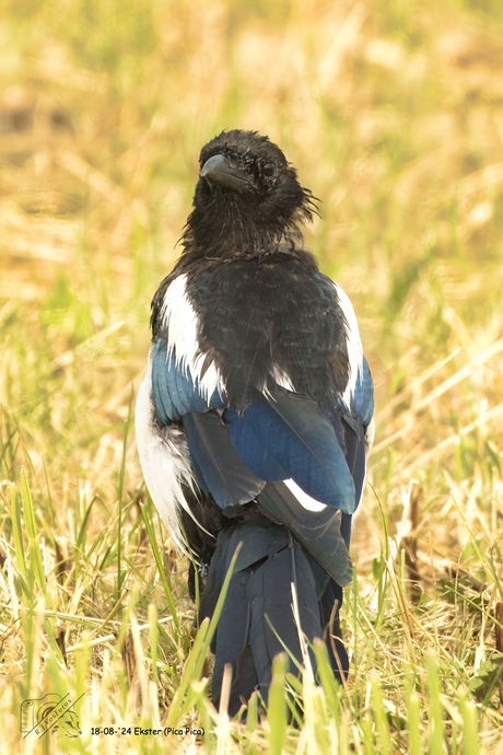 bijen sex   foto van karel groeneweg Dieren Zoom nl 