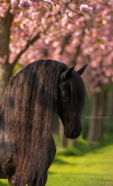 knappe fries