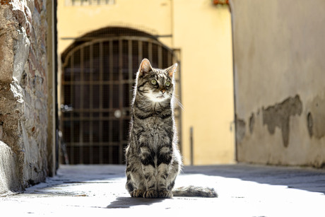 Poes in itali! 