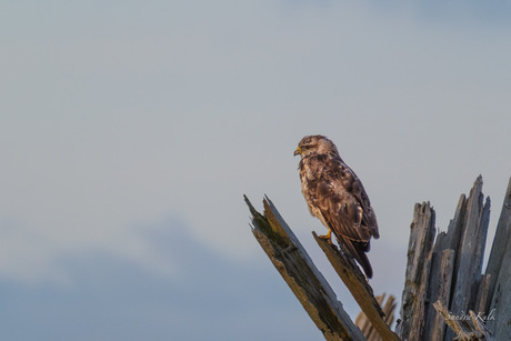 Buizerd