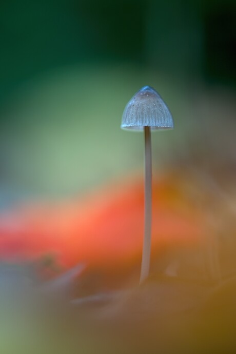 Lichtpuntje in het mos