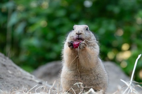 Prairiehondje aan het snoepen