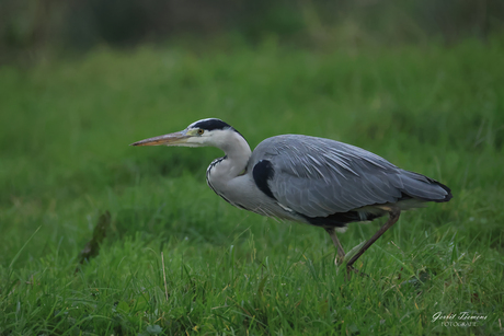 Blauwe Reiger