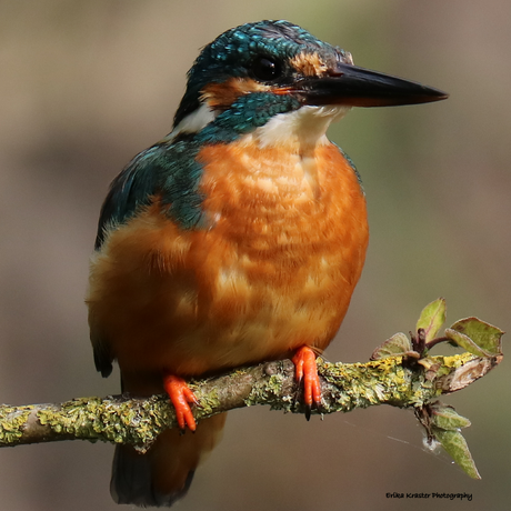 Kingfisher, Alcedo atthis - IJsvogels (Alcedinidae)