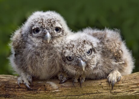 2 jonge steenuiltjes.