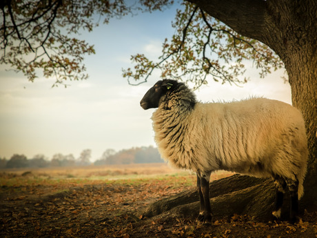 Drents Heide Schaap