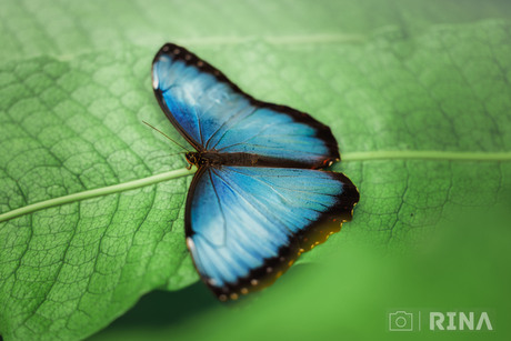 Blauwe Morpho