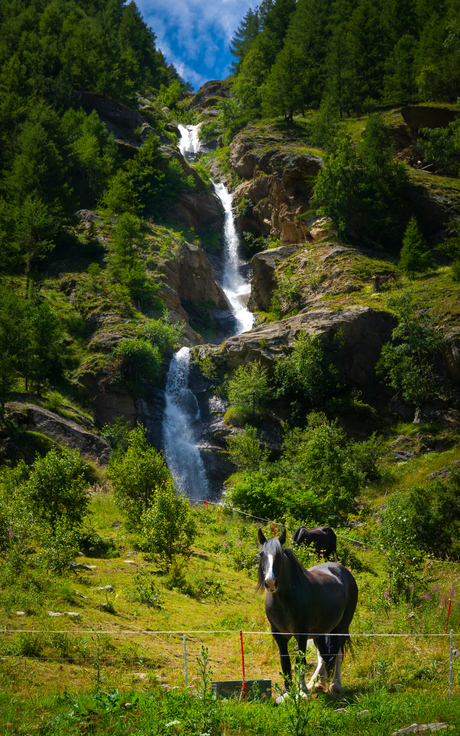 Paarden onder een waterval