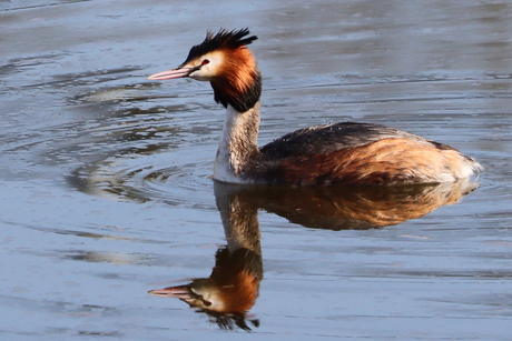 spiegeling