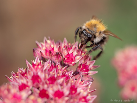 Akkerhommel op sedum