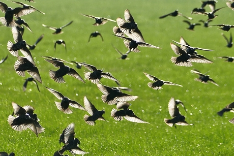 Spreeuwen in zwart-wit