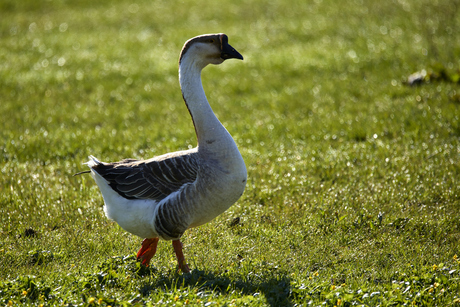 Chinese knobbelgans