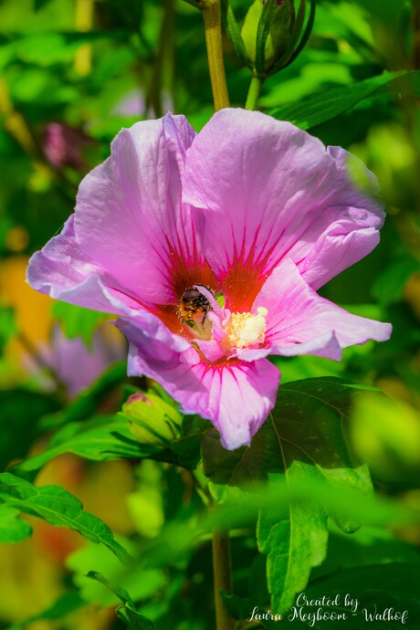 Honingbij in Hibiscus