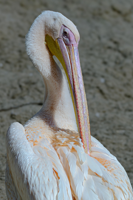 En sta ik er mooi op !