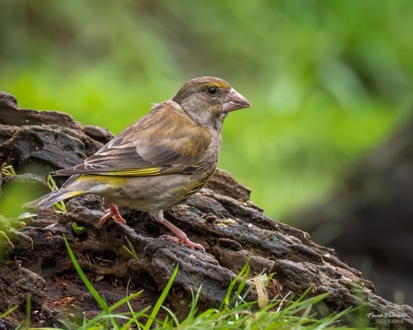 Groenling (Chloris chloris).