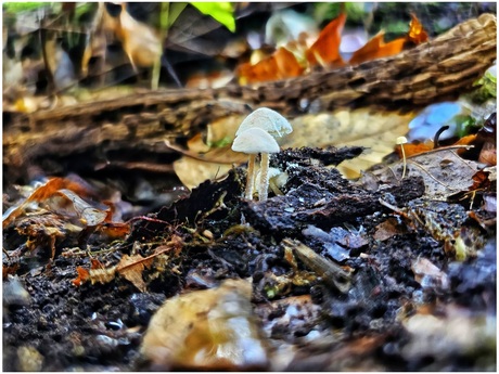 Kleine poederparasol 