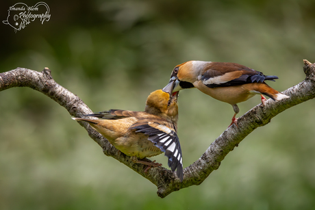 Jonge Appelvink wordt gevoerd