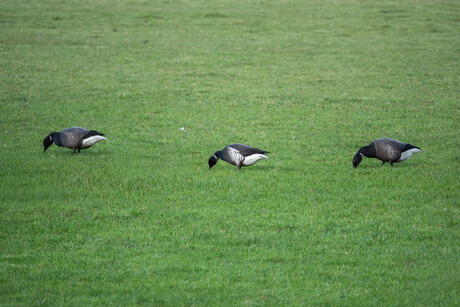 Rotgans en Zwarte Rotgans, Texel
