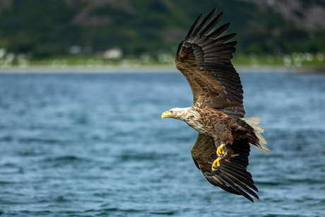 Sea Eagle bypass