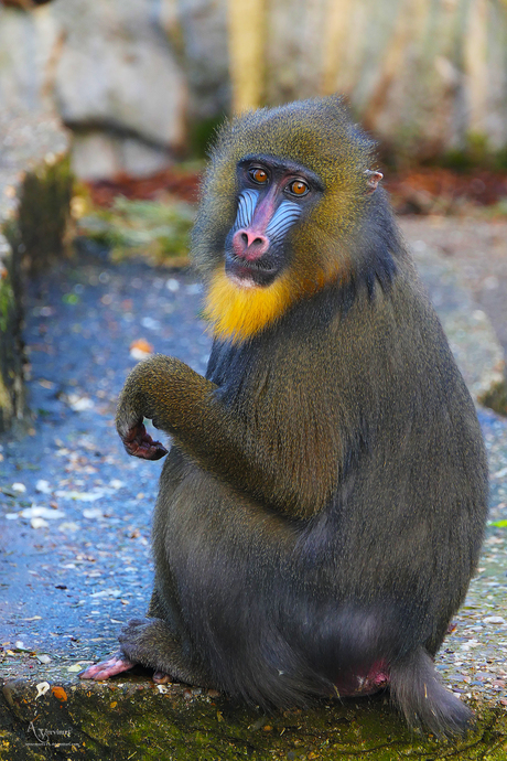 Mandril