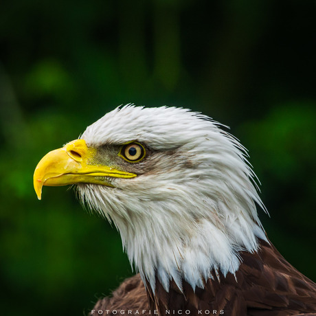 Eagle