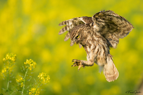 Landing