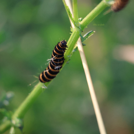 Rups op weg naar de lekkernij