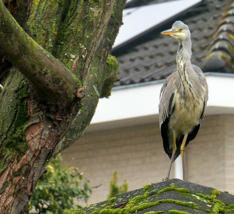Hoog bezoek in de tuin!