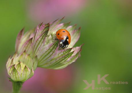 Lieveheersbeestje op Astrantia 