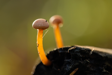 gesteelde stuifzwam 3