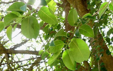 Blad aan boom met zonlicht 