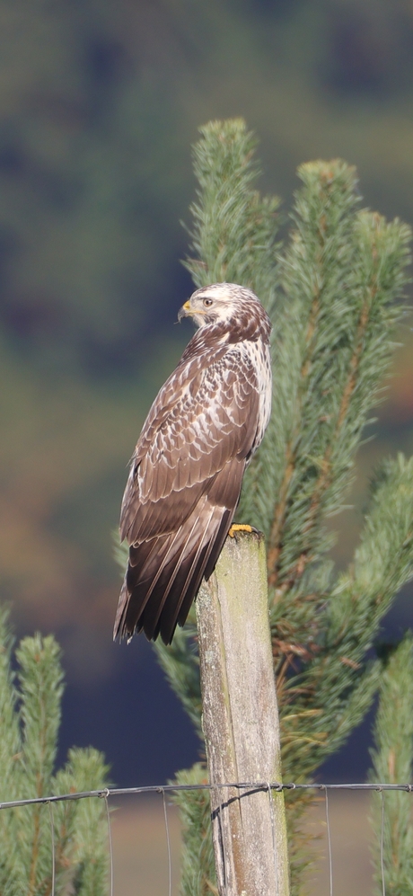 Buizerd 