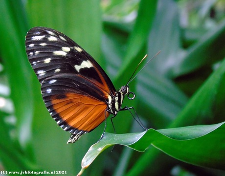 Heliconius Hecale