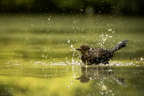 Spetter Spieter Spater, ik kom een druppel later