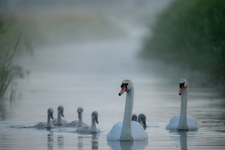 Knobbelzwanen in een mistige polder