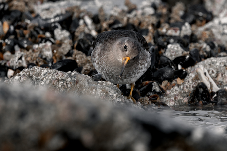 Purple sand piper