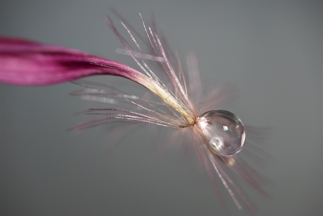 drop
