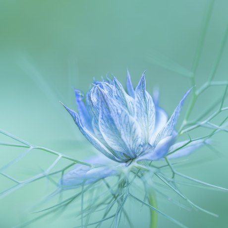 Love in a Mist