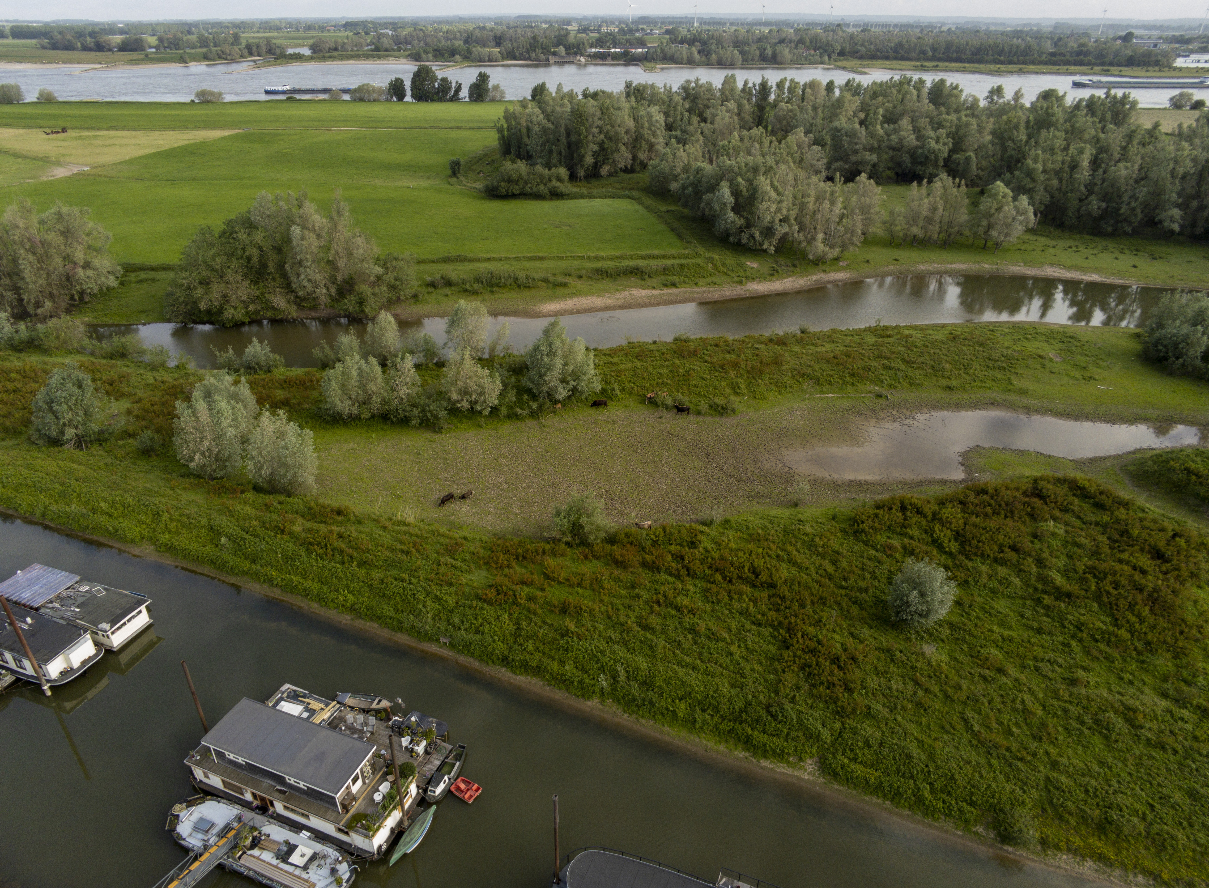 Uiterwaarde bij Beneden Leeuwen vanaf 50 meter hoogte - De Waal, de uiterwaarde, oer koeien en de woonboten bij Beneden Leeuwen in Gelderland - foto door Eduif op 19-06-2022 - locatie: 6658 Beneden-Leeuwen, Nederland - deze foto bevat: oer koeien, waal, uiterwaarde, natuur, nederland, beneden-leeuwen, parrot, anafi, iso 170, diafragma ƒ/2.4, sluitertijd 1/480s, brandpuntafstand 4mm, plant, auto, water, watervoorraden, voertuig, natuur, natuurlijke omgeving, motorvoertuig, natuurlijk landschap, land veel