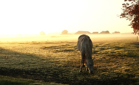 mistige landschap