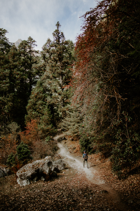 Himal forest