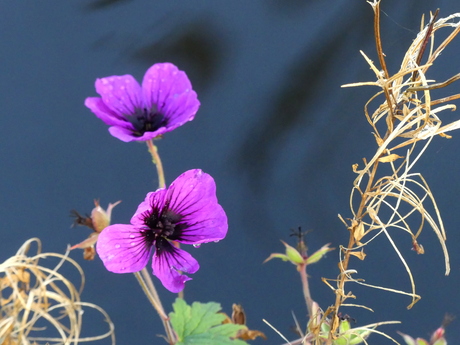 Geranium