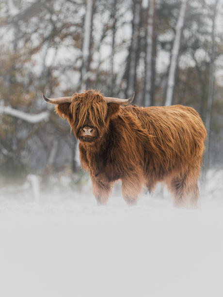 Schotse hooglander in de sneeuw
