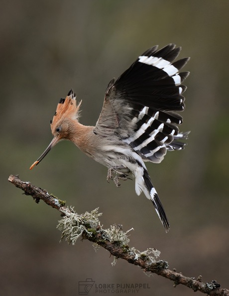 Catch of the hoopoe