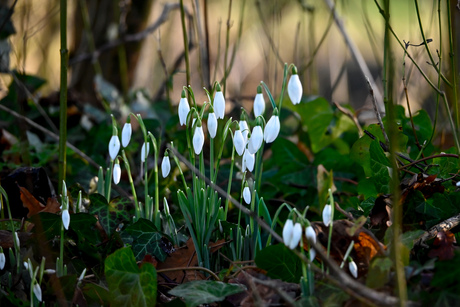 Klokjes zonder sneeuw 