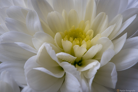 Chrysant