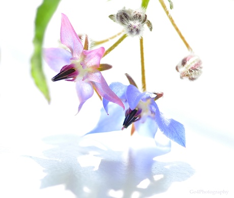 Komkommer kruid......