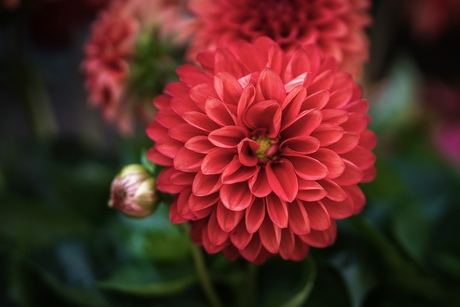 Bloemenfotografie: Dahlia Aztek