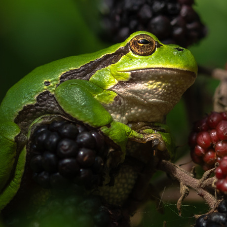 Chillen op de bramentroon